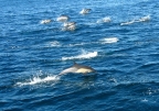 Common Dolphin come along side the Condor Express near Santa Cruz Island in Channel Islands National Park. 